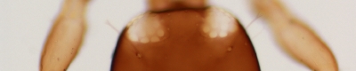 Lisso02.JPG