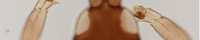 Xylaplo03.JPG